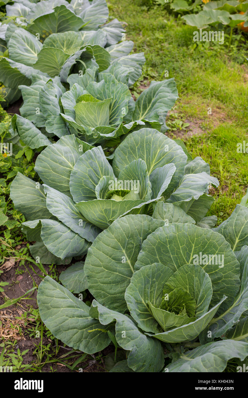 Background with a big fresh cabbage cabbage closeup. Cabbage cabbage on