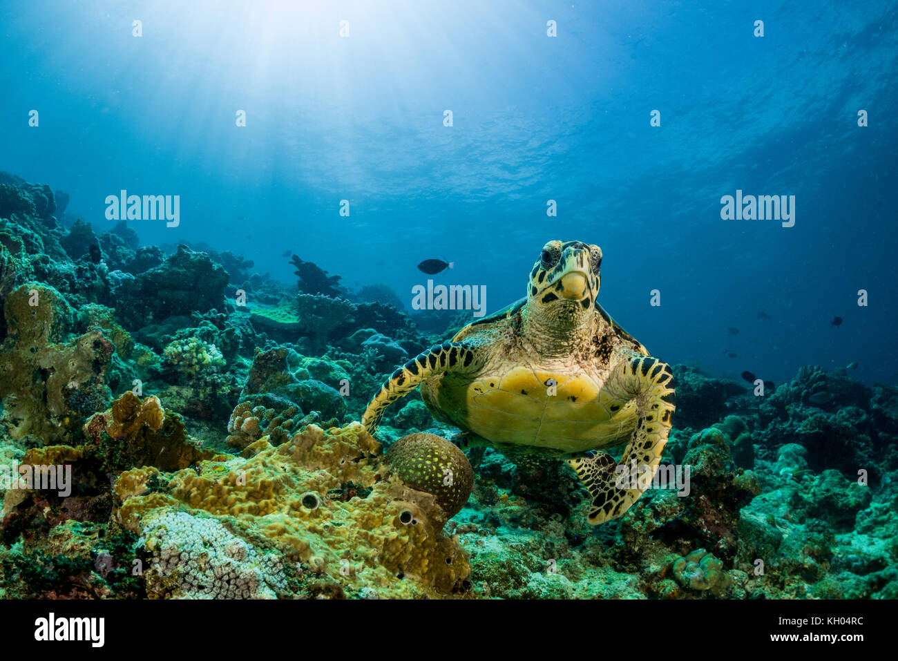 loggerhead turtle swimming over a coral reef with sun rays Stock Photo