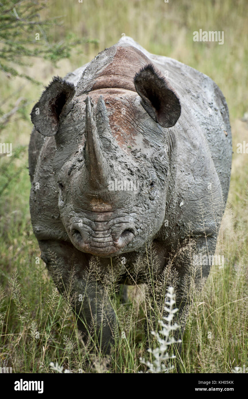 Portrait of a White Rhino in Etosha National Park, Namibia, March 2013 Stock Photo