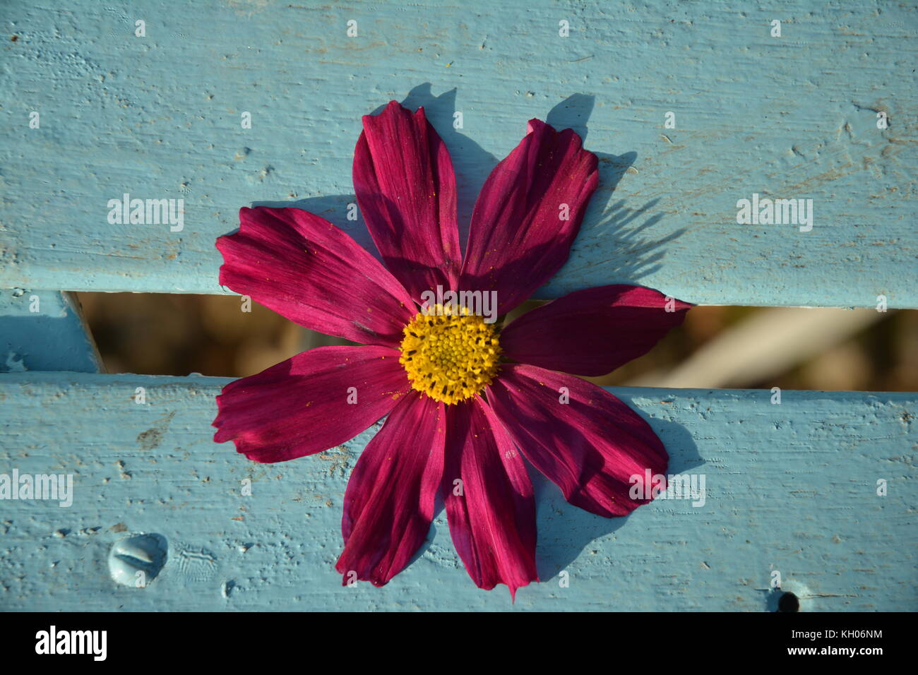 Cosmos flower head on blue table Stock Photo
