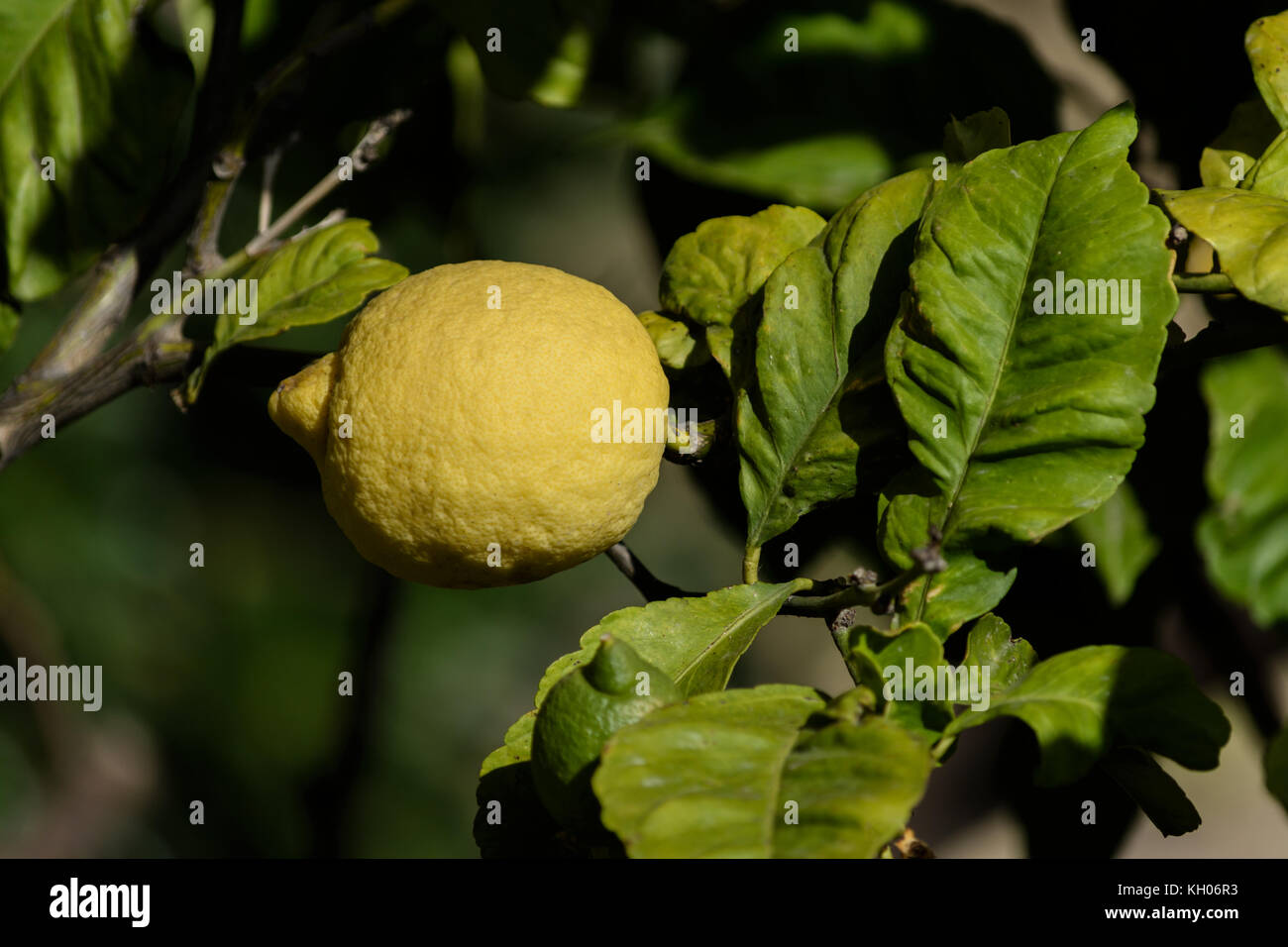 lemon among the leaves hanging on a branch of a fruit tree, Liguria, italy Stock Photo