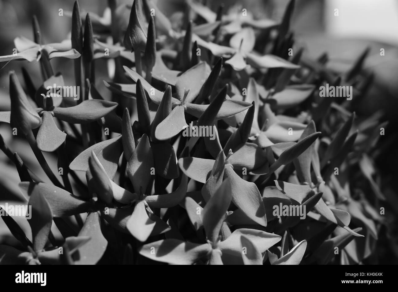 Closeup of Ixora coccinea flowers in monochrome. Stock Photo