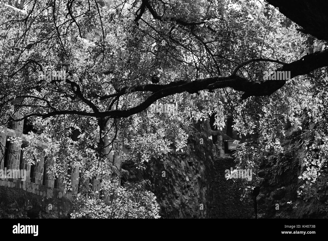 A backlit tree branch in monochrome or tree branch illuminated by sunlight in black and white. Stock Photo