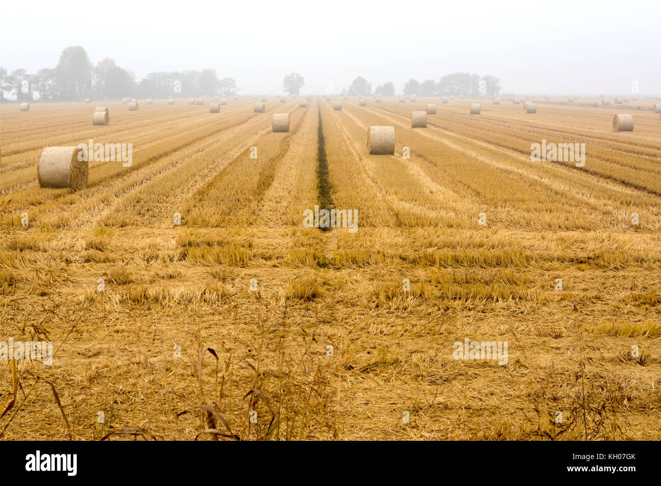 spreading hay bales in a field, immersed in the fog Stock Photo Alamy