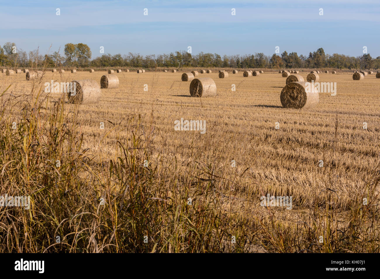 hay bales and rice eels in a field that has just been plowed Stock