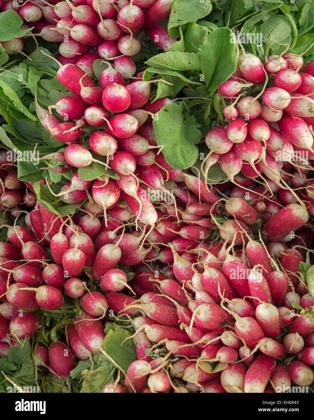 Closeup of bunches of fresh Radishes at a Market Stock Photo
