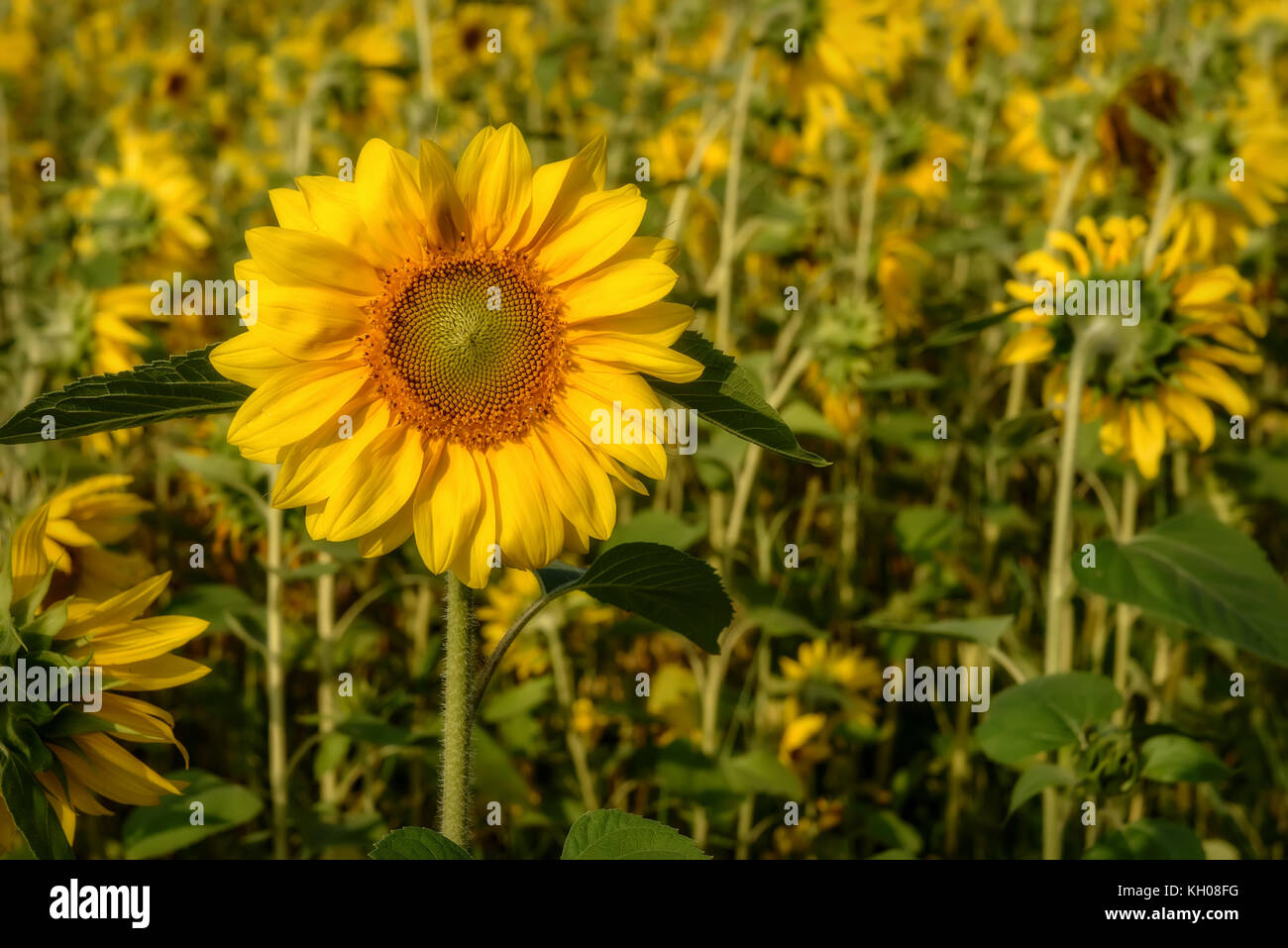 Beautiful natural background with bright yellow flower of a sunflower