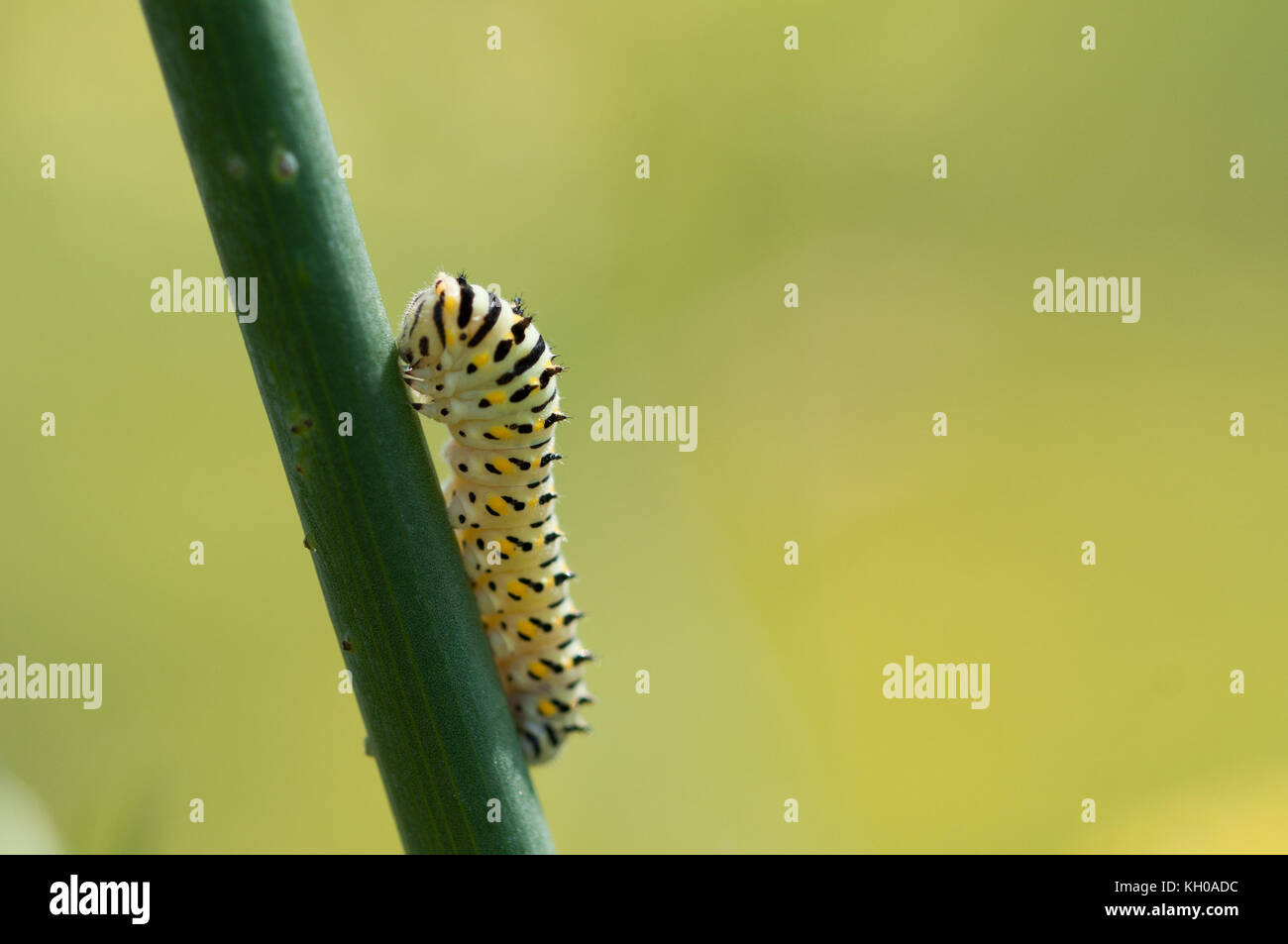 Swallowtail caterpillar or papilio machaon close up feeding on a wild