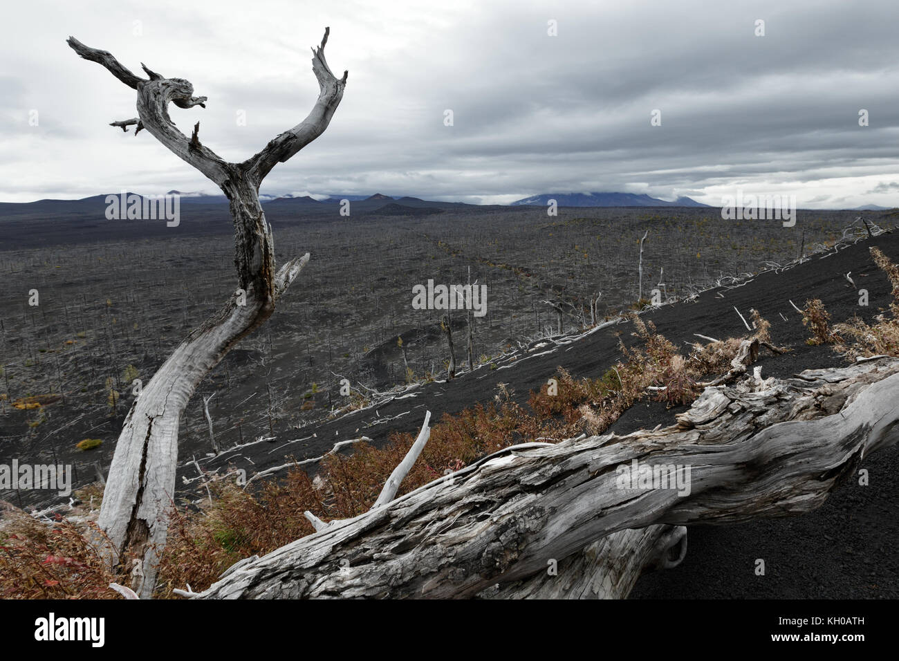 Volcano landscape on Kamchatka Peninsula: Dead Forest - consequence of natural disaster - catastrophic eruptions Plosky "Flat" Tolbachik Stock Photo
