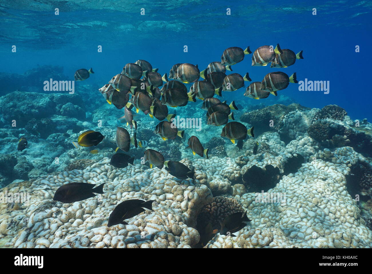 Underwater a school of fish, whitespotted surgeonfish, over a coral reef, Rangiroa, Tuamotus, Pacific ocean, French Polynesia, Oceania Stock Photo