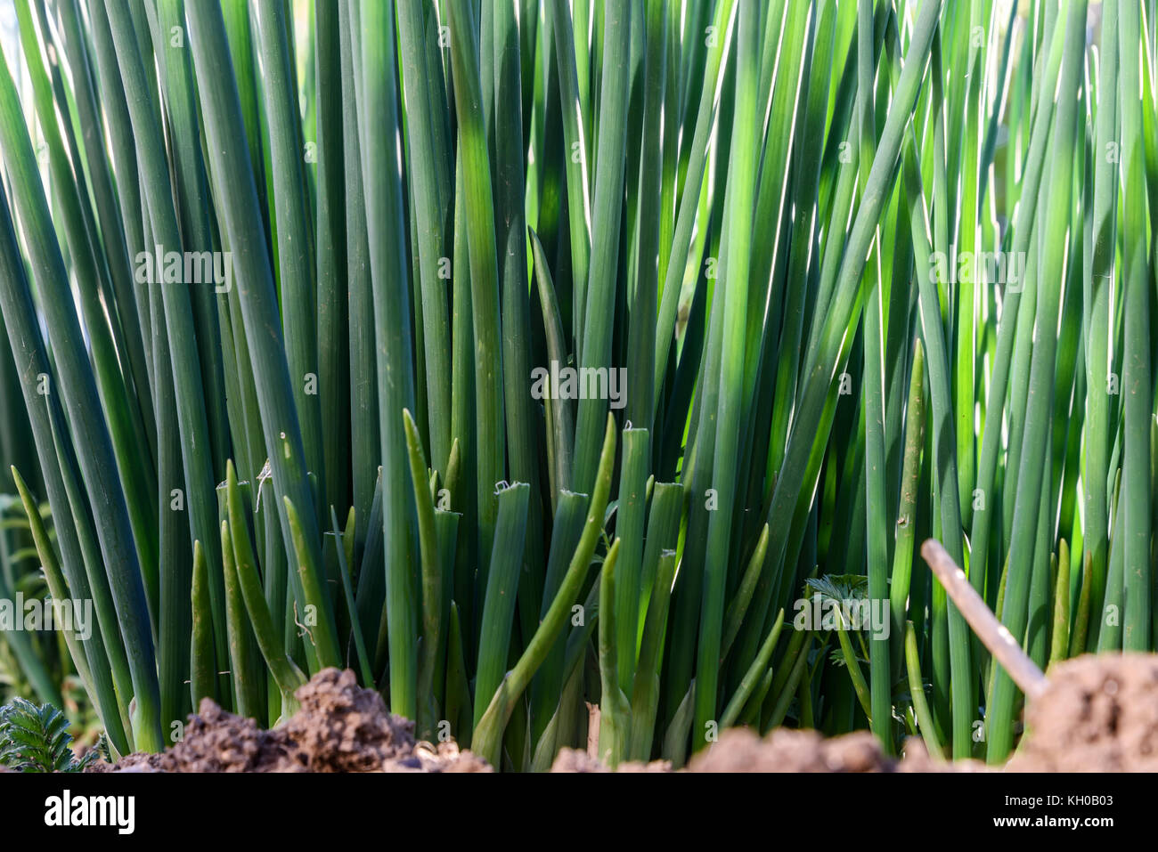 Abstract green natural background with bunches of young green onion