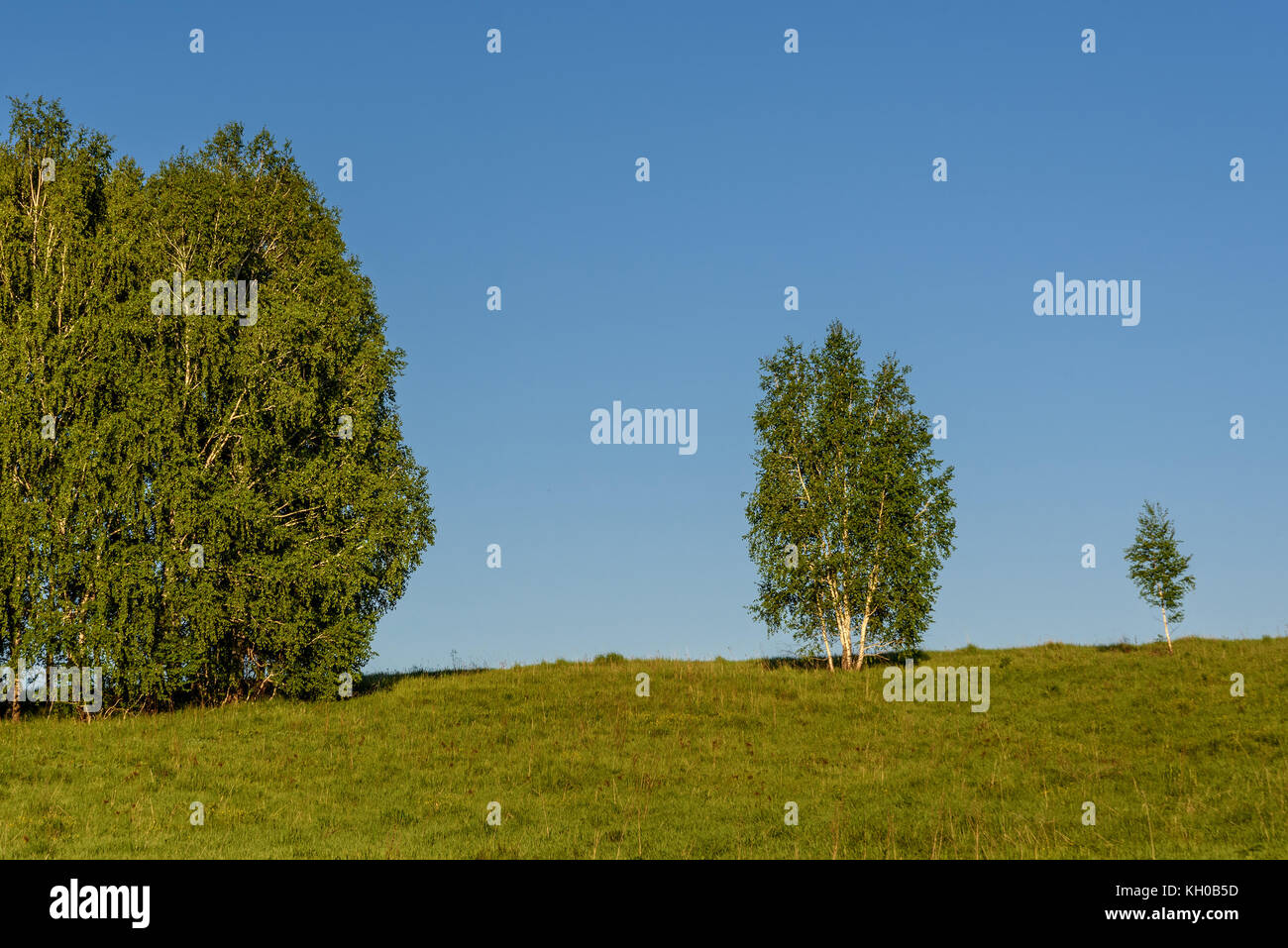 Beautiful natural background with long thin birch trees with green leaves in a birch grove on a background of blue sky Stock Photo