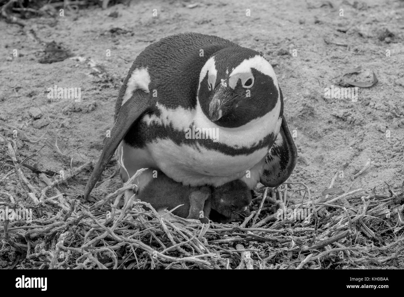 An African jackass penguin sitting on a fluffy baby - Boulders Beach, False Bay, Simon's Town, Cape Town, South Africa Stock Photo