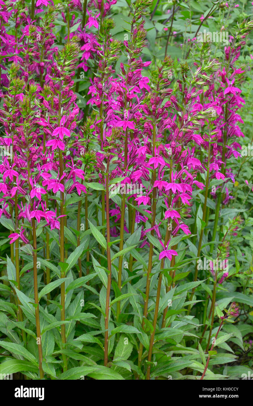 A garden flower border with Lobelia x speciosa 'Tania' Stock Photo