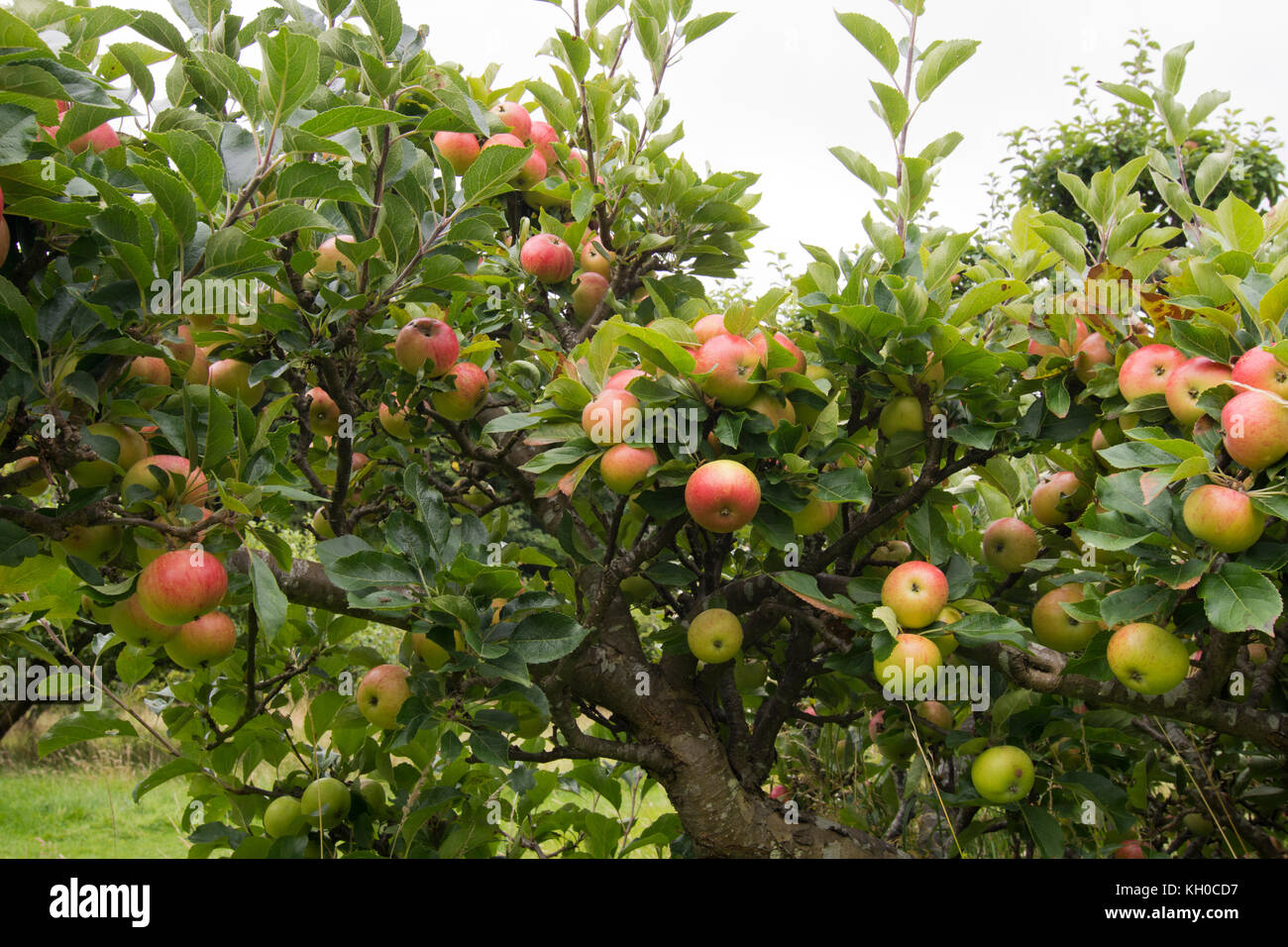 Family tree rare variety eating apples Stock Photo