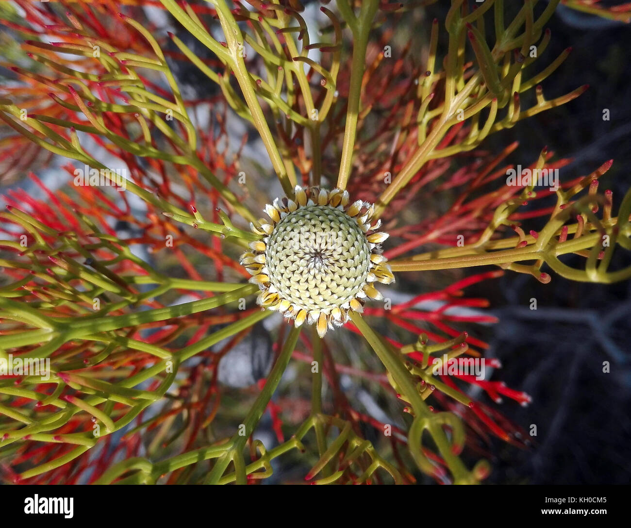 Top view of an Australian native broad-leaf drumstick flower and colourful foliage, Isopogon anemonifolius, in the Royal National Park, Sydney, New So Stock Photo