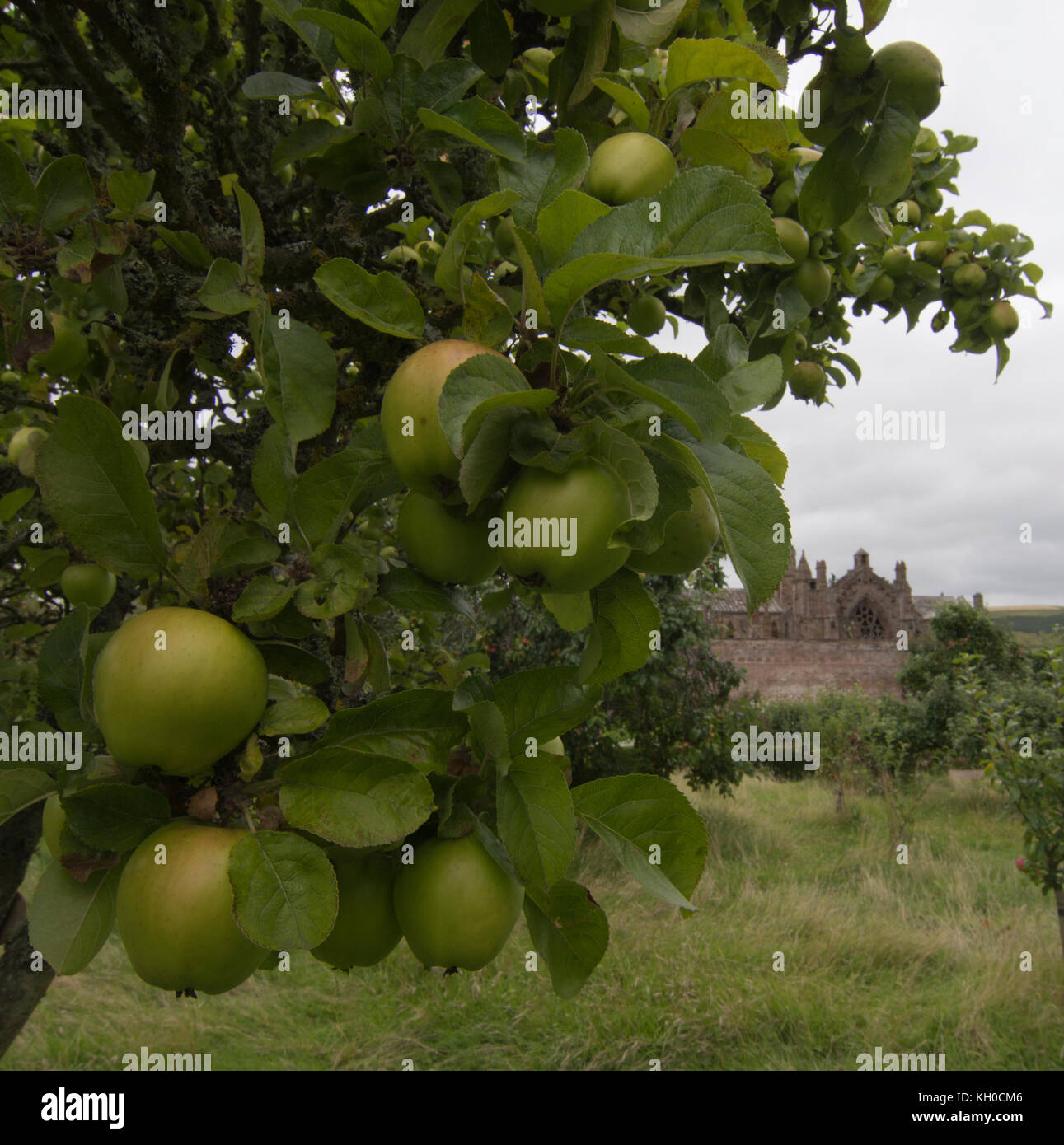 White Melrose rare variety cooker/eater apples with Melrose Abbey in