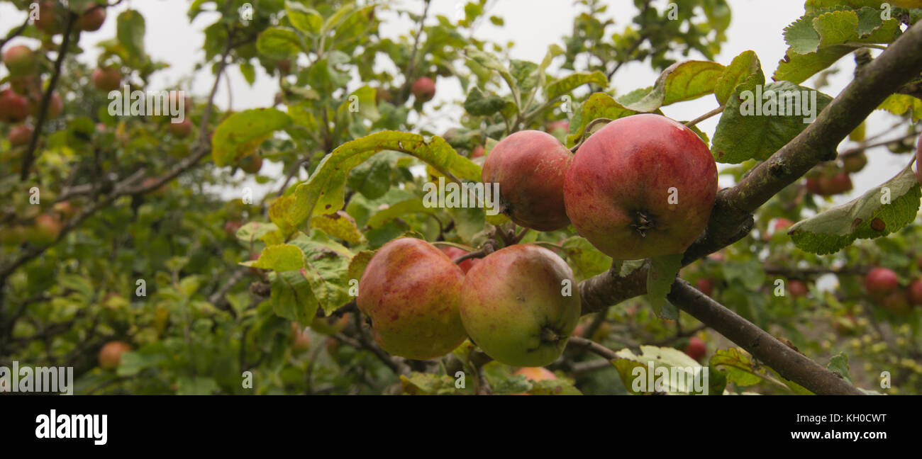 Irish peach rare variety apples on tree Stock Photo