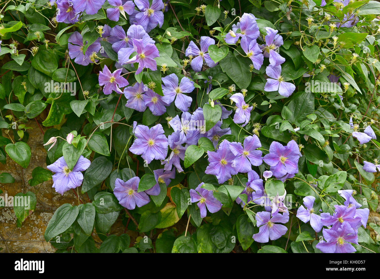 Close up of a climbing Clematis x Jackmanii in a country garden Stock Photo
