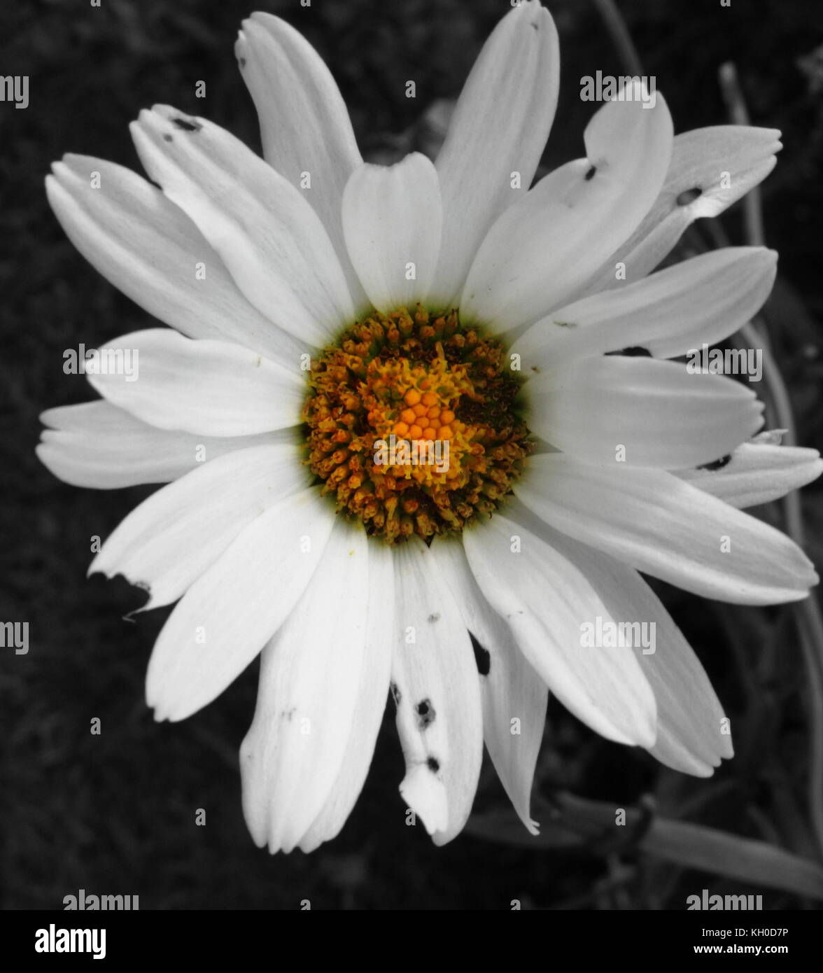 Beautiful Imperfection High Resolution Stock Photography And Images Alamy