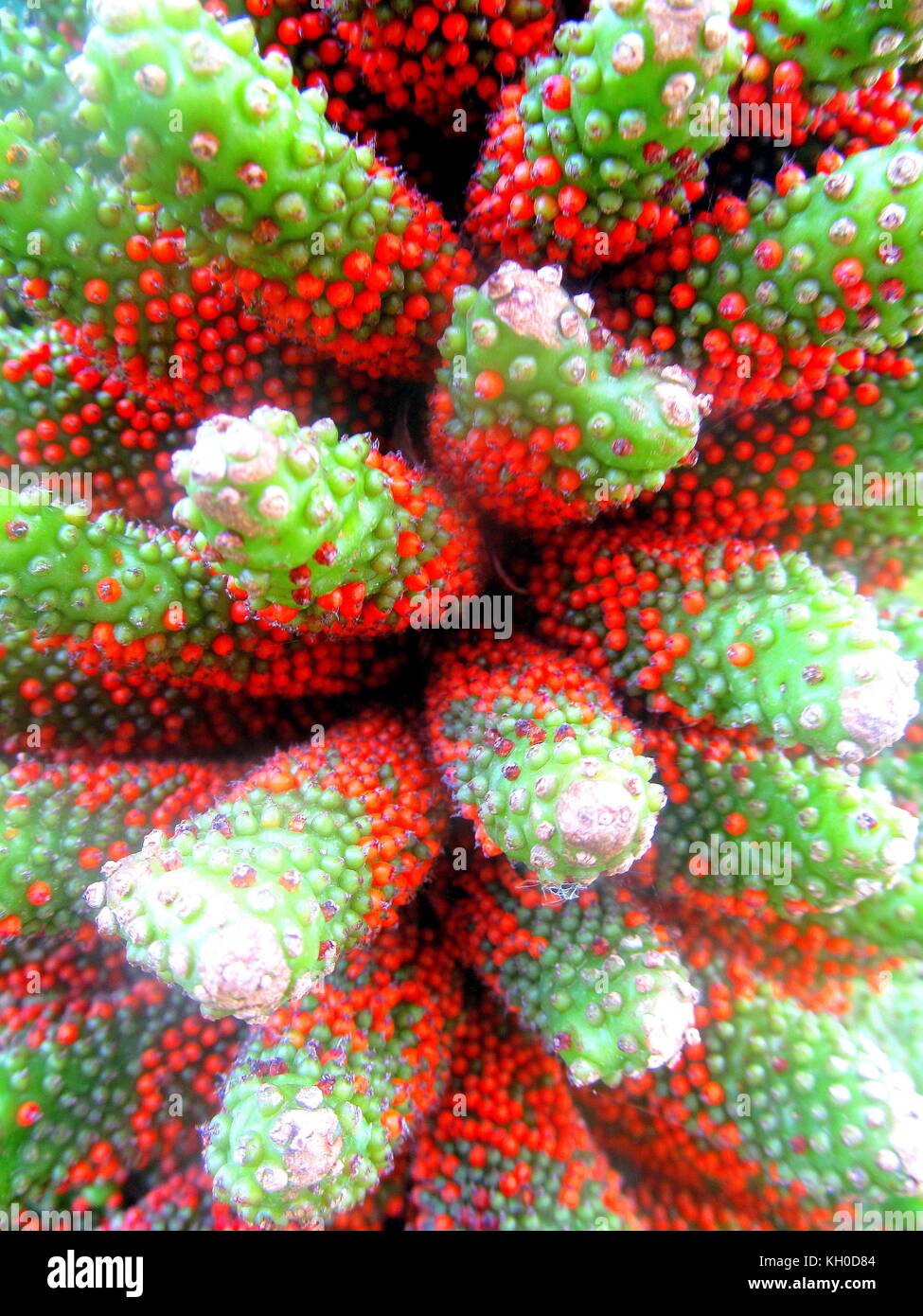Manita hi-res stock photography and images - Alamy