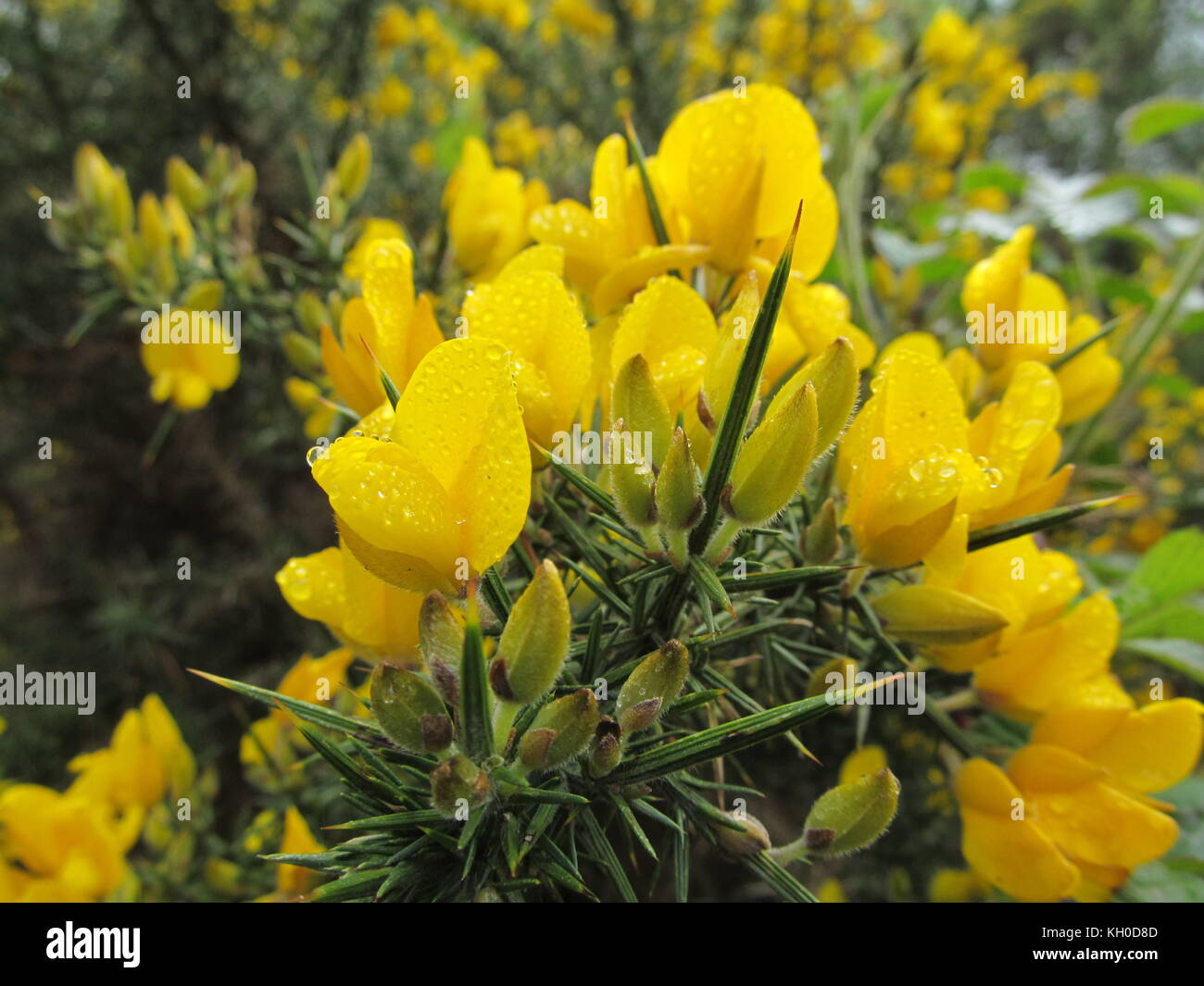 Gunnera manita hi-res stock photography and images - Alamy