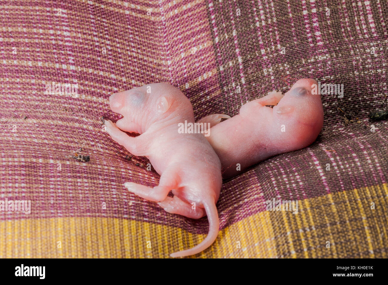 Почему крысы спят. Новорождённым крысята. Крысёныш новорожденный.