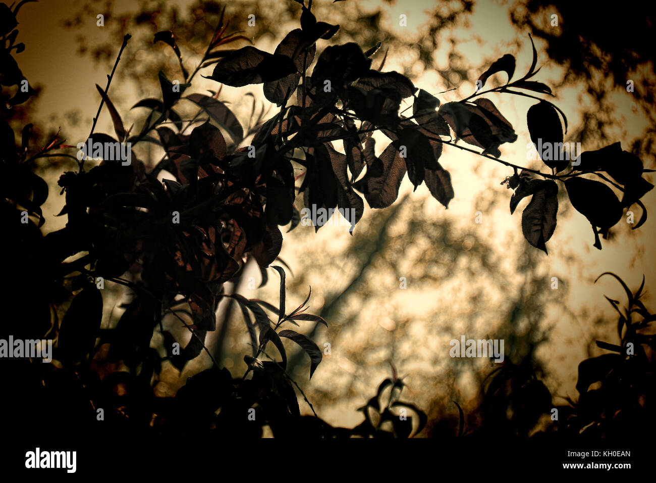 Close up dark leaf and branch in Abstract Bokeh. Nature art concept. Stock Photo