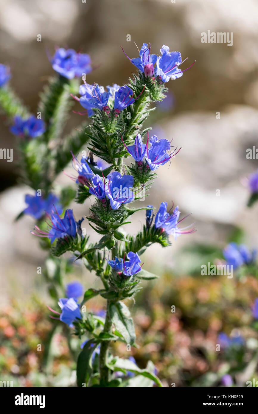 Viper's Bugloss Echium vulgare at the end of it's growing season Stock Photo