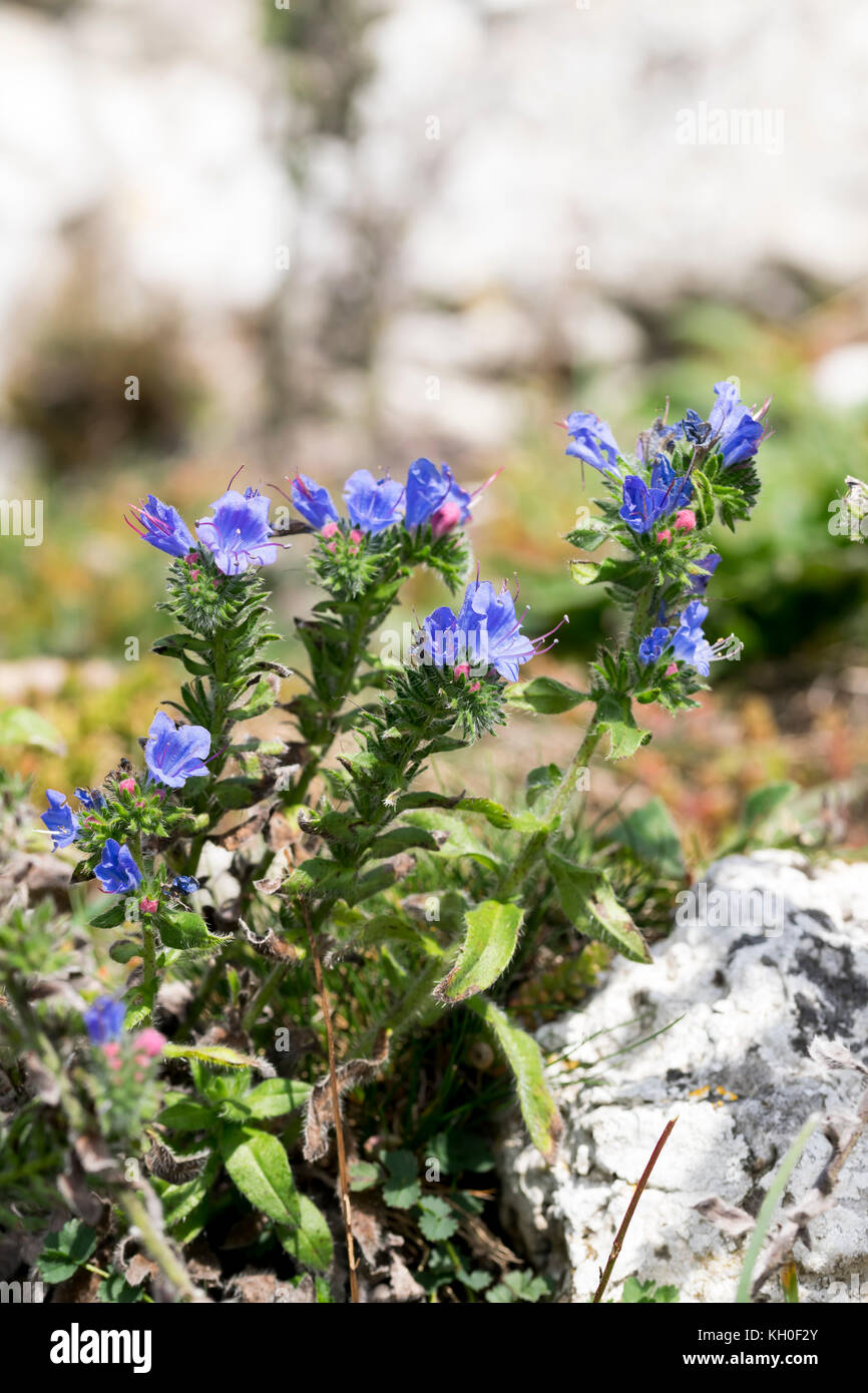 Viper's Bugloss Echium vulgare at the end of it's growing season Stock Photo