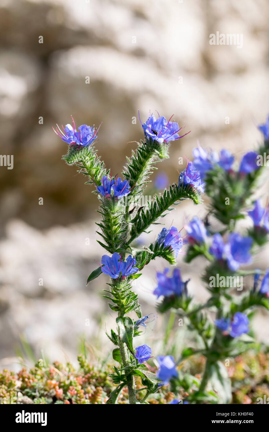 Viper's Bugloss Echium vulgare at the end of it's growing season Stock Photo