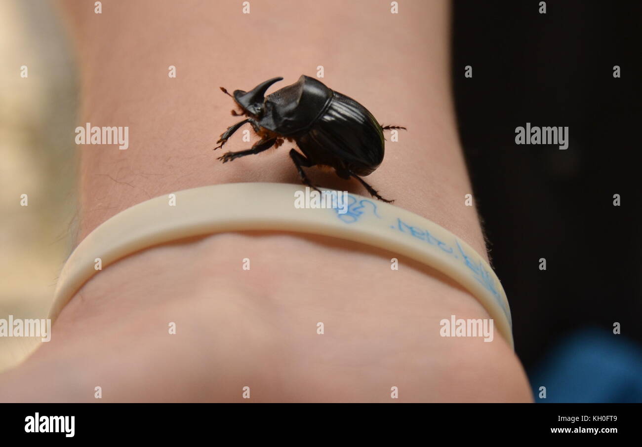 A macro photo of a black rhinoceros beetle with horn in Uzbekistan. Stock Photo