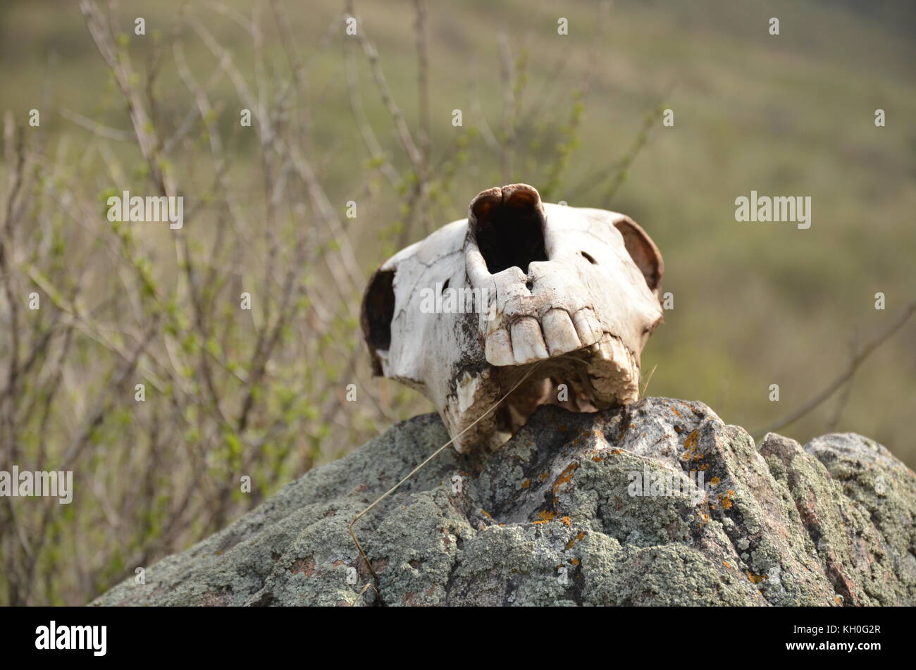 Horse skull on rock in nature in Kyrgyzstan, Asia. Stock Photo