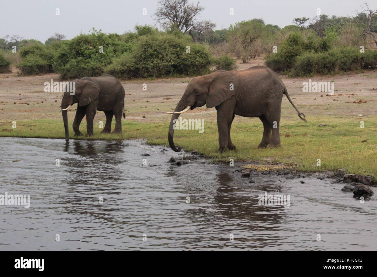 Elephants by the river Stock Photo - Alamy