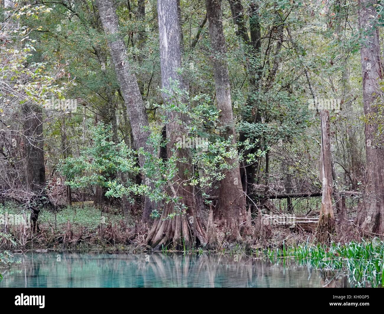 Bald cypress at edge of spring fed creek flowing into Santa Fe River