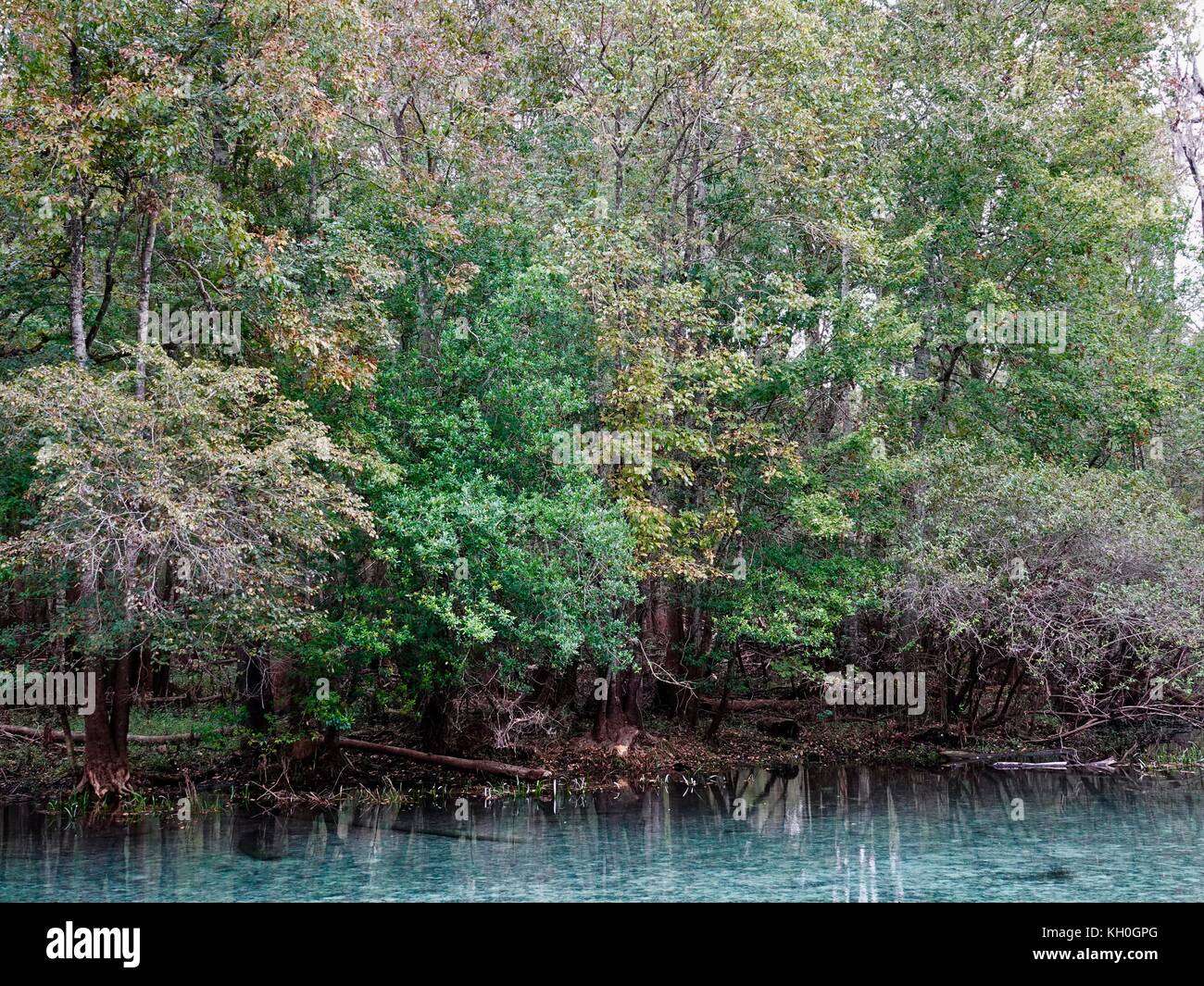 Hardwood trees in autumn; pring fed water flowing into the Santa Fe