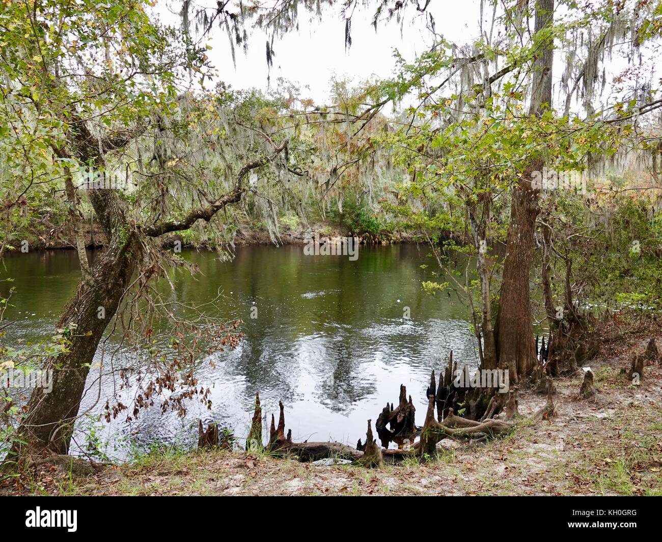 Santa Fe River, High Springs, Alachua County, Florida, USA Stock Photo Alamy