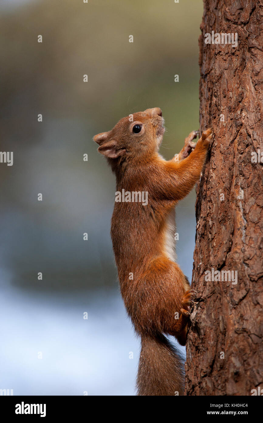 Red Squirrel in the Cairngorms, Scotland Stock Photo