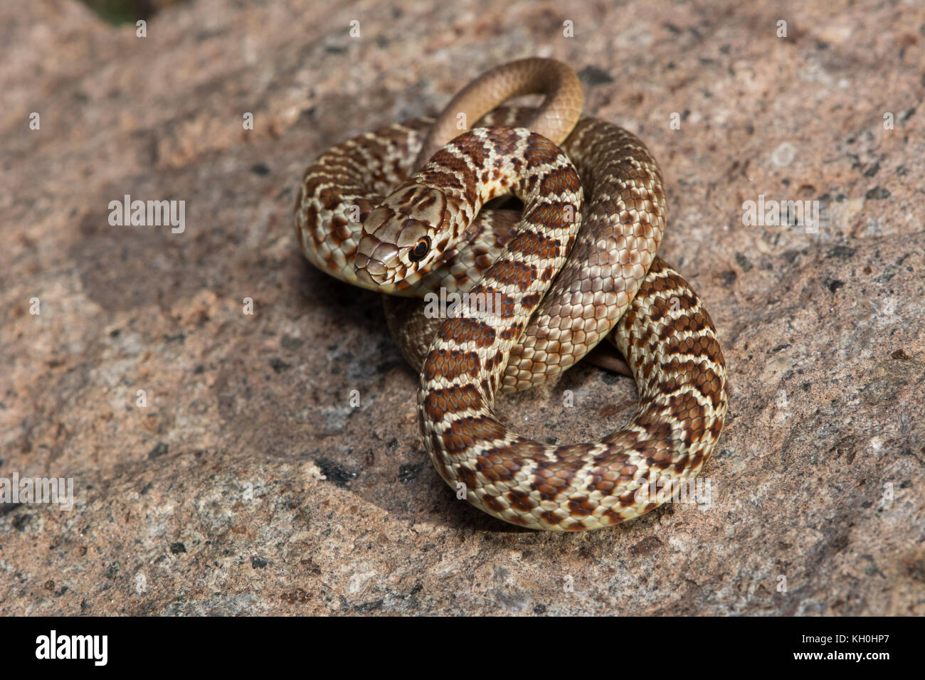 A hatchling Eastern Yellow-bellied Racer (Coluber constrictor ...