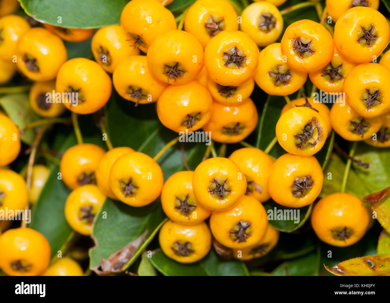 A small collection of yellow pyracantha berries. Stock Photo