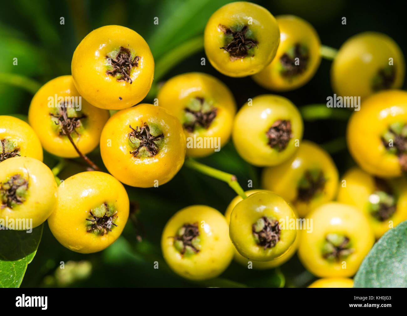 A macro shot of some yellow pyracantha berries. Stock Photo