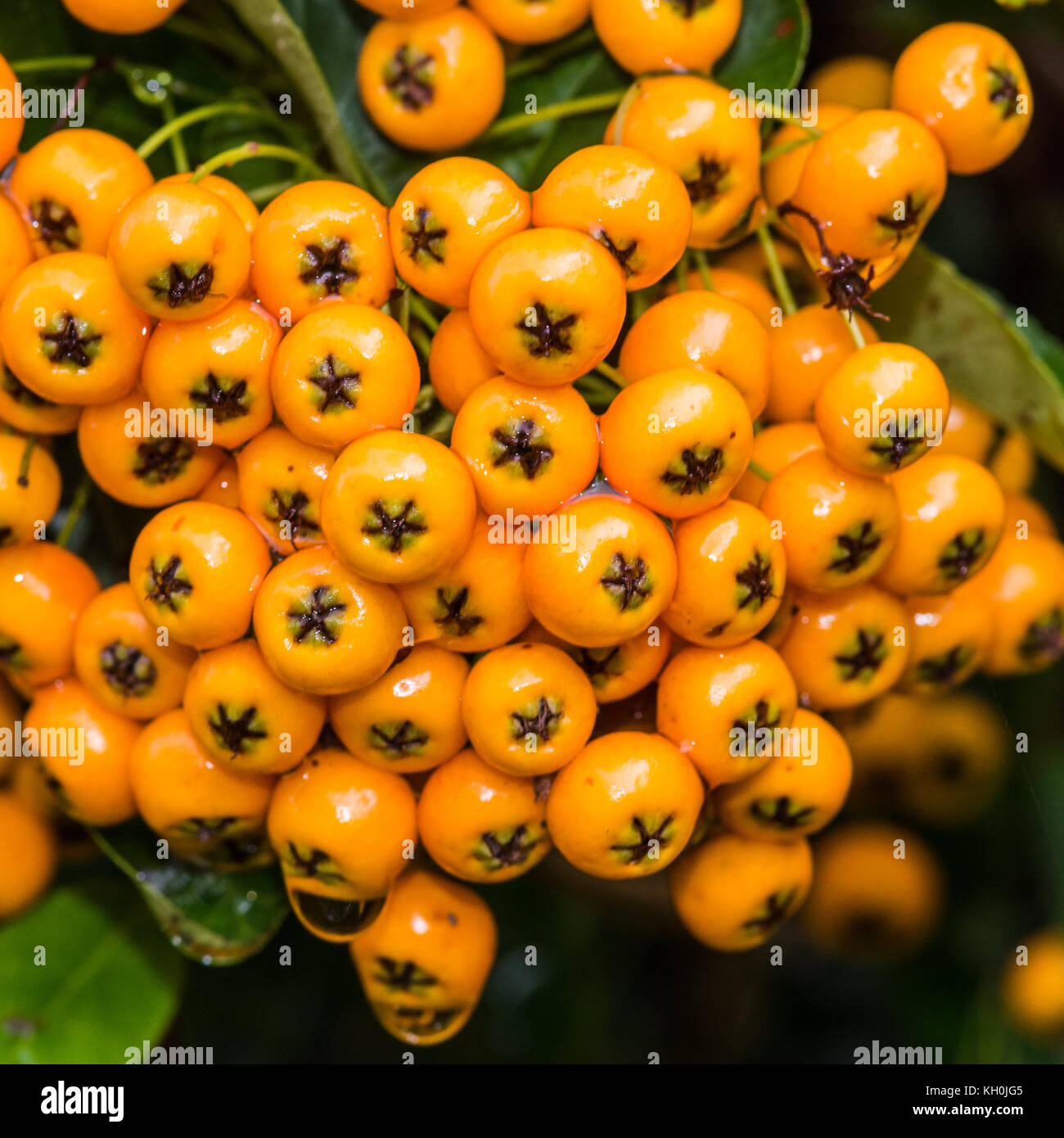 The yellow berries of a pyracantha bush. Stock Photo