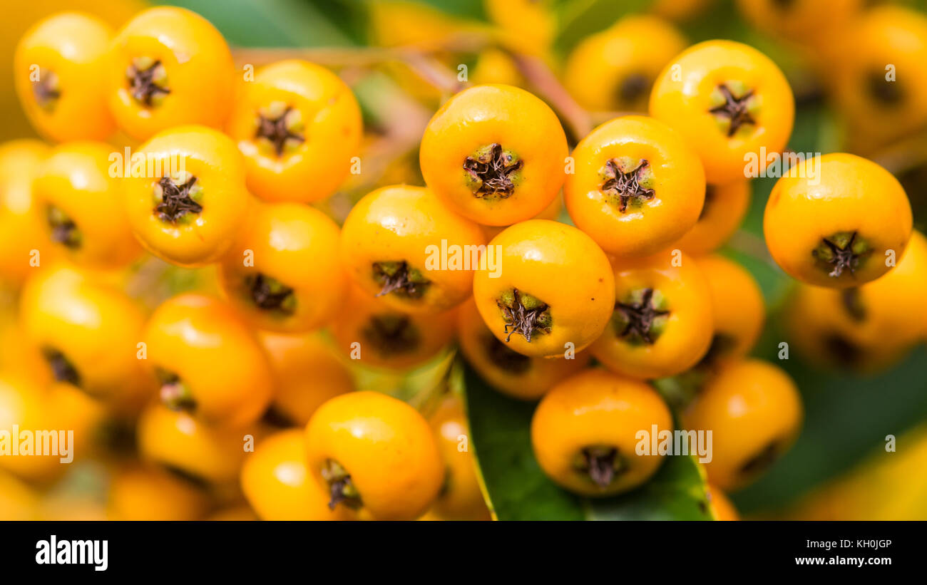A macro shot of some yellow pyracantha berries. Stock Photo