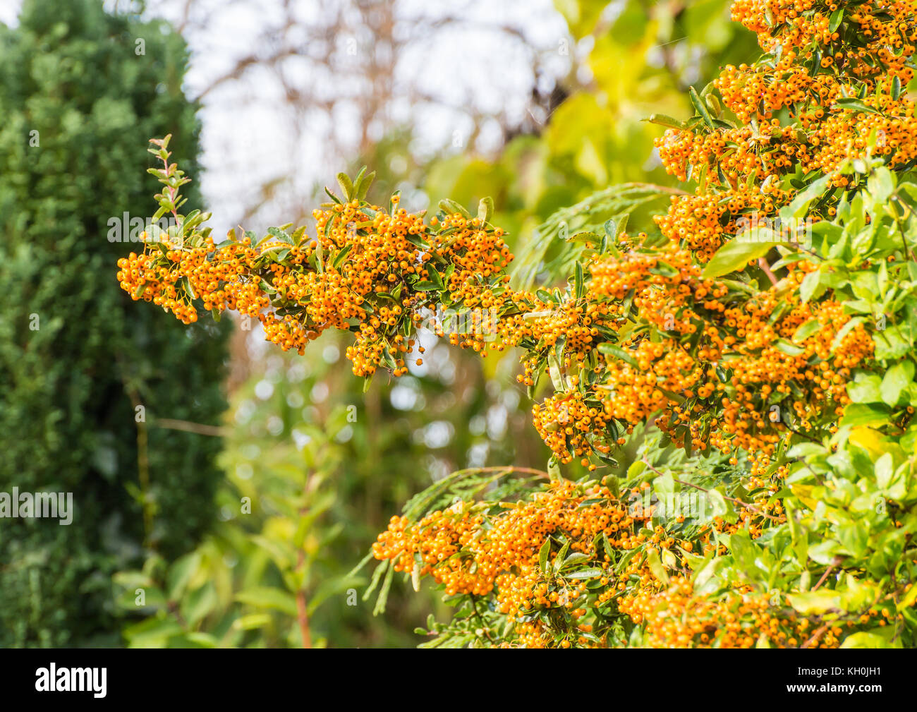 A shot of a mass of pyracantha berries. Stock Photo