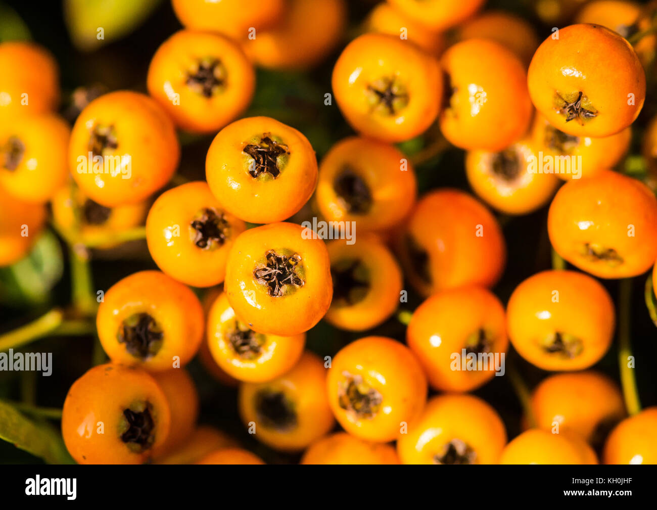 A macro shot of some yellow pyracantha bush berries. Stock Photo