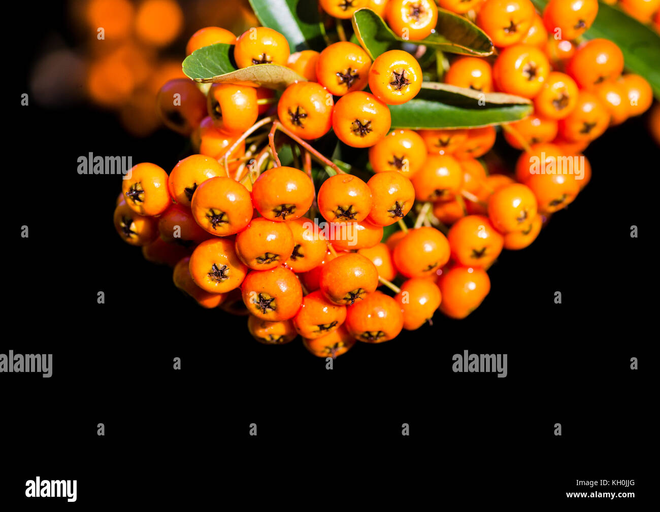 A macro shot of some pyracantha berries Stock Photo Alamy
