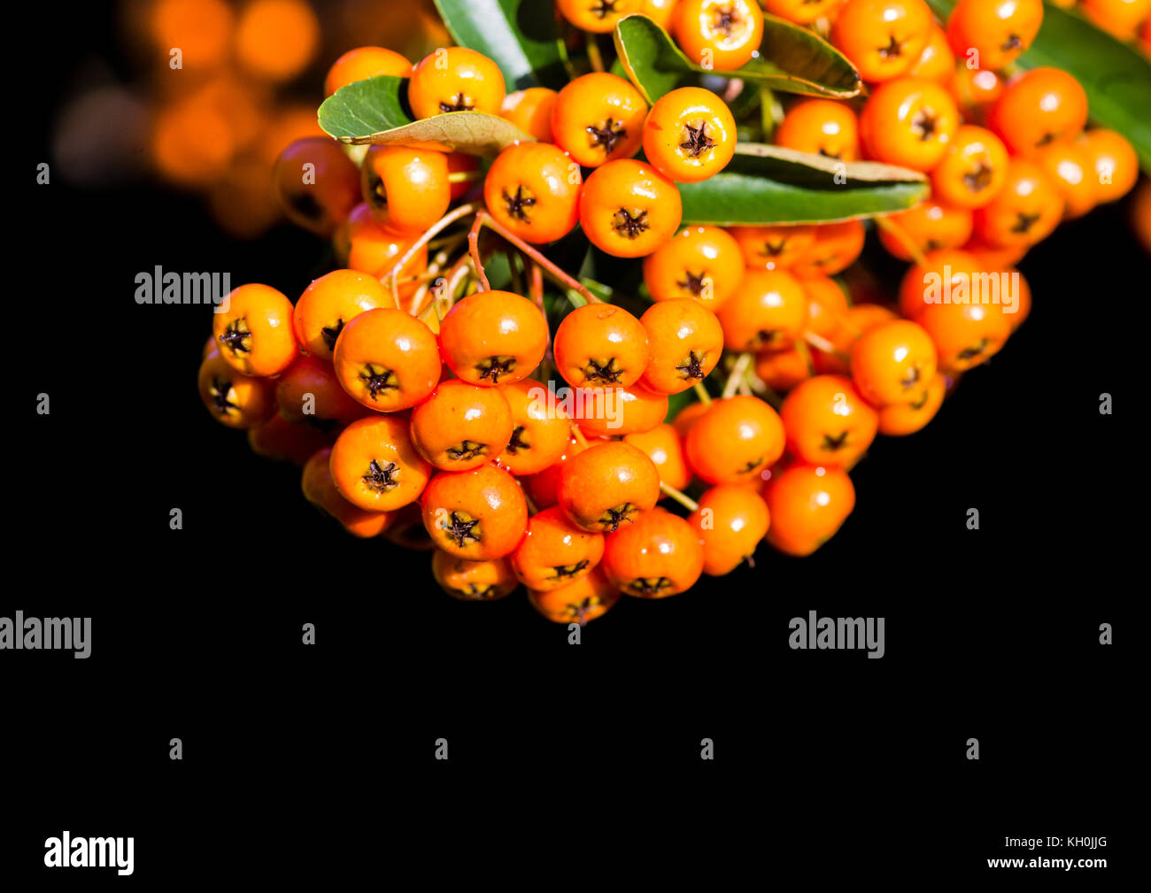 A macro shot of some pyracantha berries. Stock Photo