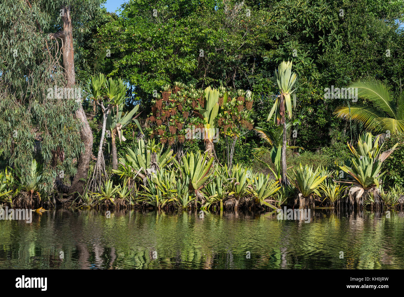 Lush green forest with strange plants along lake Ampitabe, Madagascar. 90 percent of plants in Madagascar are endemic to the island. Stock Photo