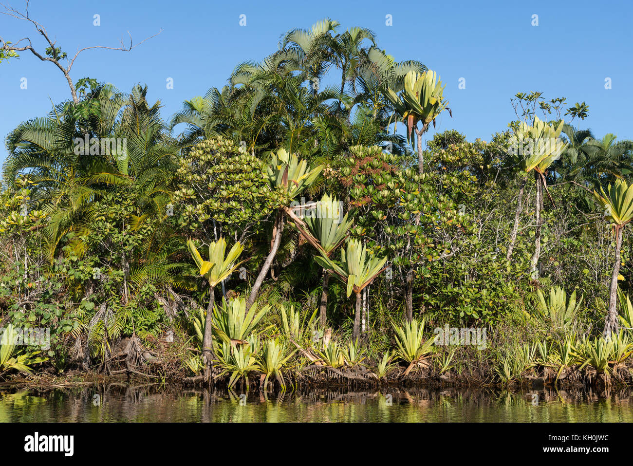 Lush green forest with strange plants along lake Ampitabe, Madagascar. 90 percent of plants in Madagascar are endemic to the island. Stock Photo