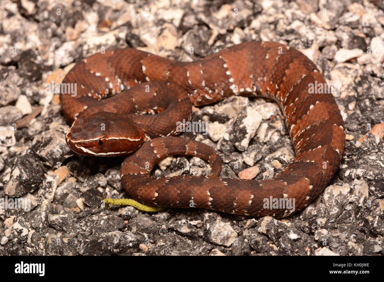 Yucatecan Cantil (Agkistrodon russeolus) from Campeche, México. Stock Photo